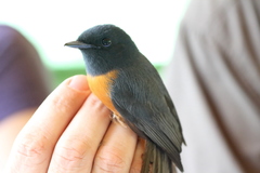 Terpsiphone rufiventer neumanni