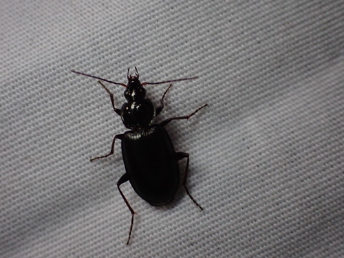 Agonum placidum photo 6