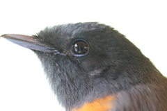 Terpsiphone rufiventer neumanni