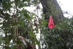 Lapageria rosea
