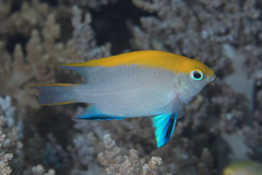 Neoglyphidodon melas