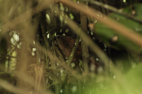 Sharpe's Wren