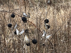 Angiospermae