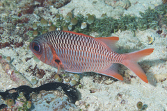 Myripristis violacea