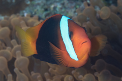 Red and Black Anemonefish photo 3