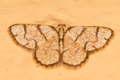 Image of Nematocampa straminea