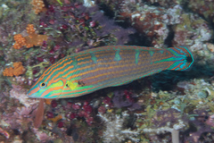 Halichoeres melanurus