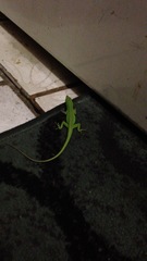 Anolis carolinensis