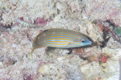 Halichoeres melanurus