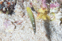 Koumansetta rainfordi