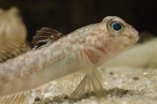 Round Goby