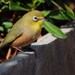 Orange River White-Eye - Photo (c) David Renoult, some rights reserved (CC BY-NC), uploaded by David Renoult