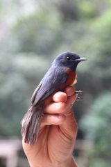 Terpsiphone rufiventer neumanni