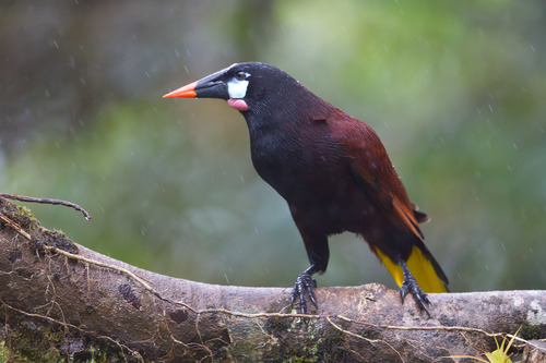 Montezuma Oropendola