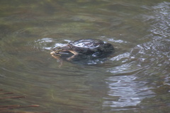 Cuora amboinensis kamaroma