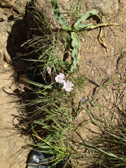 Calochortus umbellatus