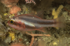 Threeband Cardinalfish photo 2