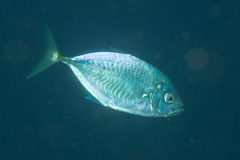 Craterognathus plagiotaenia