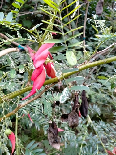 Image of Clianthus maximus by (c) Heidi Meudt, some rights reserved (CC BY)