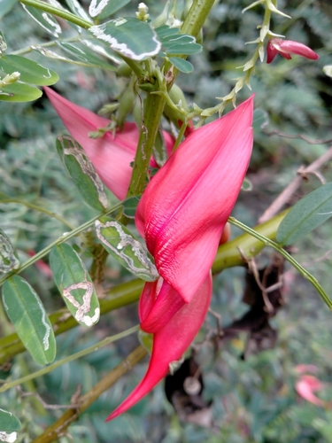 Clianthus magnificus, photograph 4