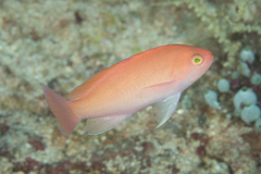 Pseudanthias hypselosoma