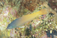 Halichoeres prosopeion