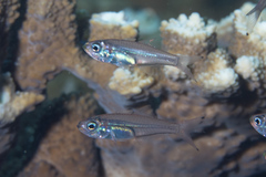 Glassy Cardinalfish photo 1
