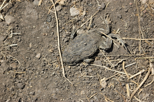 iNaturalist observation photo of Western Toad