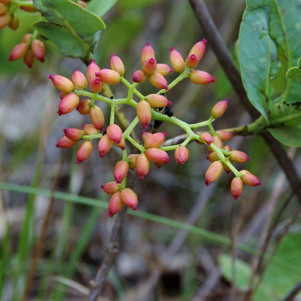 Neea theifera