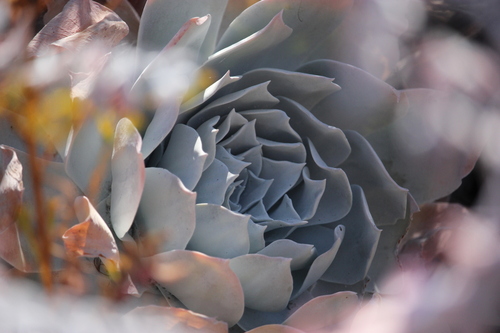 iNaturalist observation photo of Chalk Dudleya
