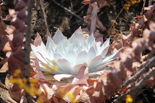 iNaturalist observation photo of Chalk Dudleya
