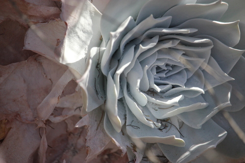 iNaturalist observation photo of Chalk Dudleya