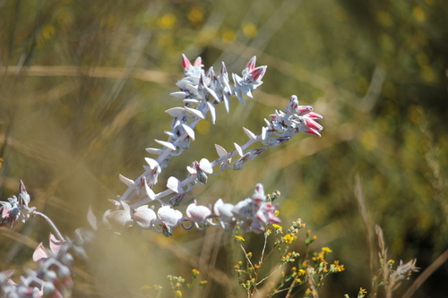 iNaturalist observation photo of Chalk Dudleya
