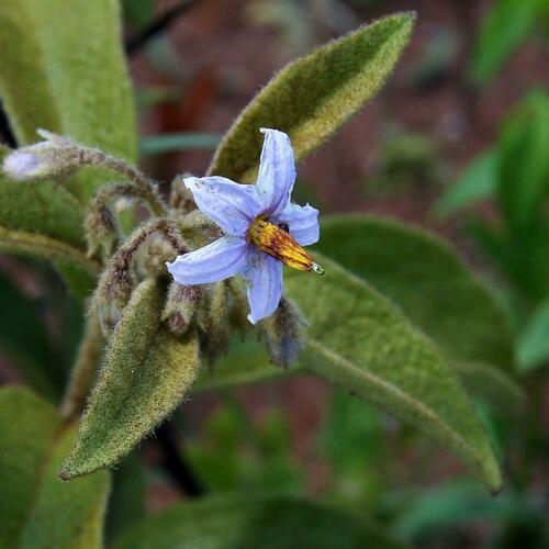 Solanum subumbellatum
