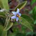 Solanum subumbellatum - Photo (c) Mauricio Mercadante, some rights reserved (CC BY-NC-SA)