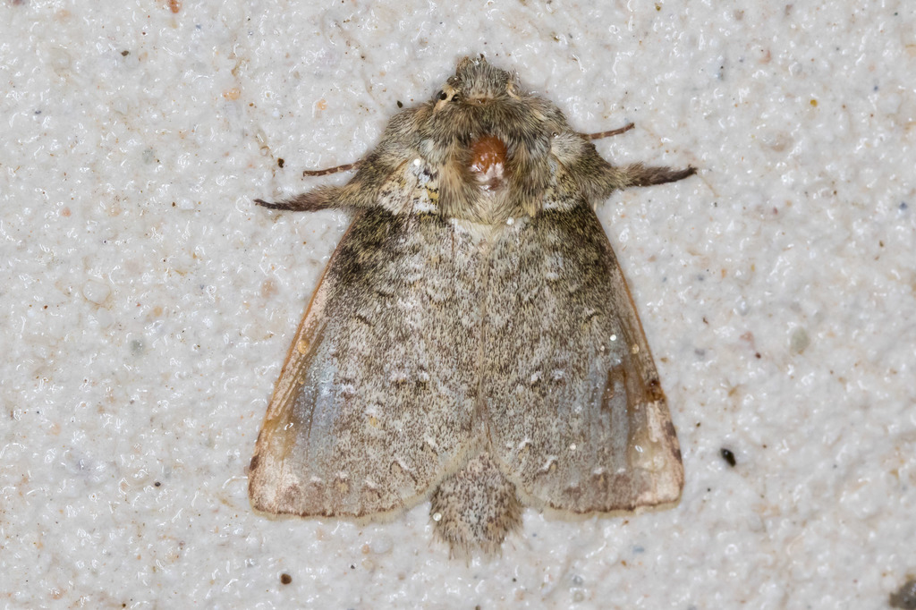 Drugera