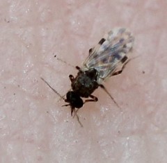 Culicoides