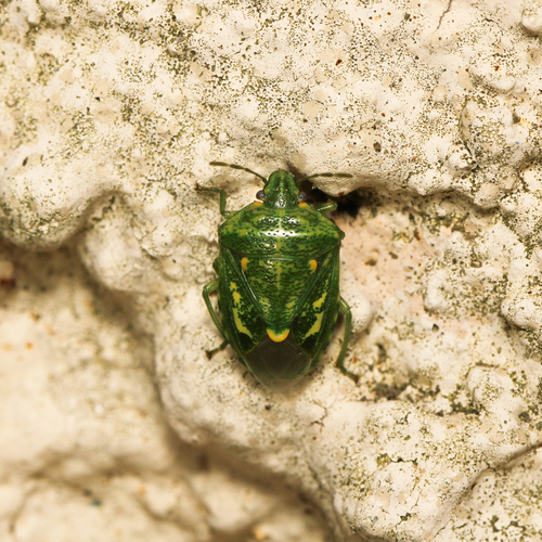 Juniper Stink Bug photo 5