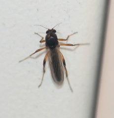 Palpomyia