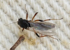 Palpomyia