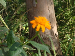 Lasianthaea macrocephala