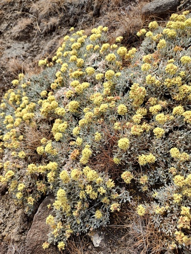 Umtanum Desert Buckwheat (Eriogonum codium)