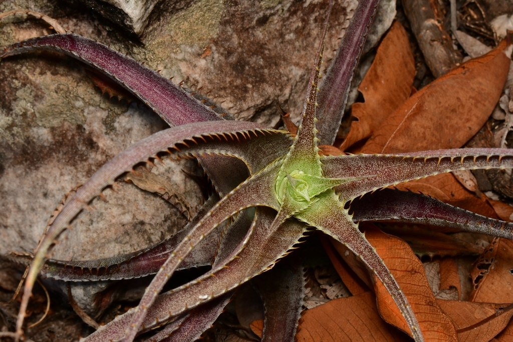 Orthophytum piranianum