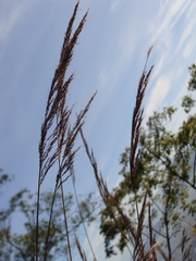 Sorghastrum