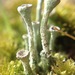 Trumpet Lichen - Photo (c) Sarka Martinez, some rights reserved (CC BY-NC-SA), uploaded by Sarka Martinez