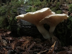 Pleurotus dryinus
