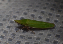 Draeculacephala producta