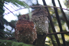 Batrachostomus moniliger