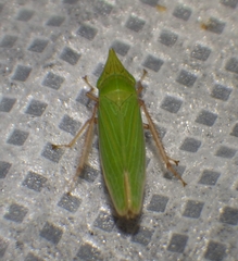 Draeculacephala producta