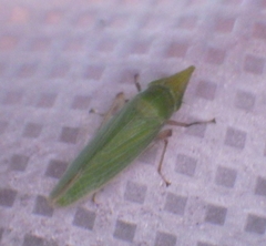 Draeculacephala producta